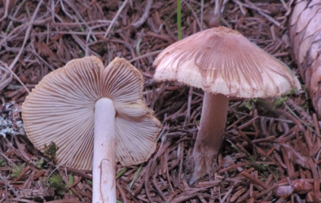 Inocybe da id.